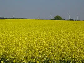 Wunderschön !!!! Rapsblüte im Klützer Winkel