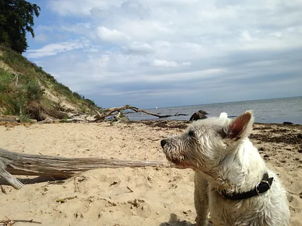 kleiner Hund in Apartment 1 erlaubt