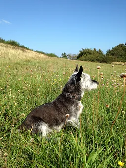Kleiner Hund in Ap. 1 od. 2 sehr willkommen