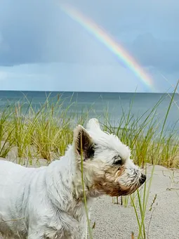 Spielgefährte erwünscht