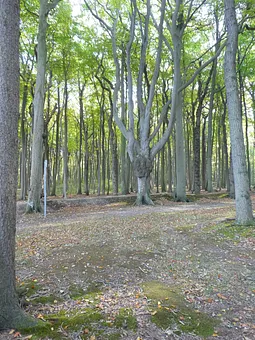 Geisterwald Nienhagen (Nähe Kühlungsborn)