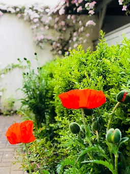 Frühling Eingangsbereich