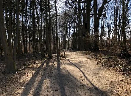 Der Wald / Rad - Wanderweg