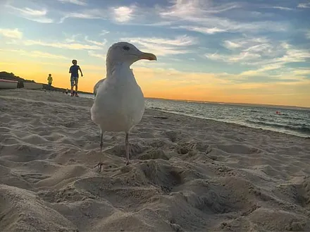 Möwe beim Sonnenuntergangsspaziergang