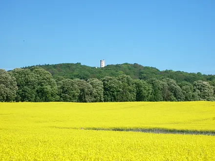Rapsblühte mit Jagdschloß Granitz im Hintergrund