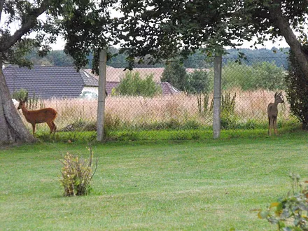 Besuch am Gartenzaun