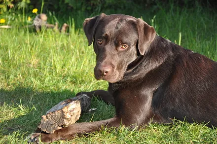 Gern gesehene Gäste