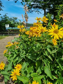 Blauer Himmel, blauer Wolgastsee und Blütenpracht