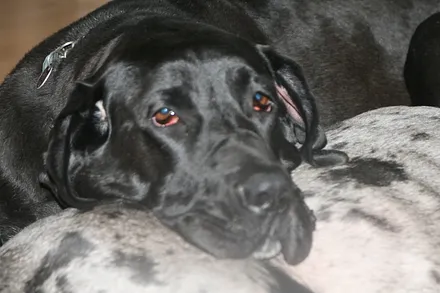 Hund --- HERZLICH WILLKOMMEN