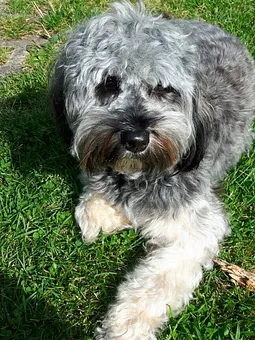 Unsere Stiene läuft frei auf dem Hof