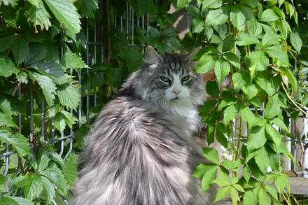 Unsere Katzen sind Freigänger.