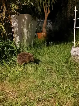 Abends herrscht reger Verkehr auf dem Hof.