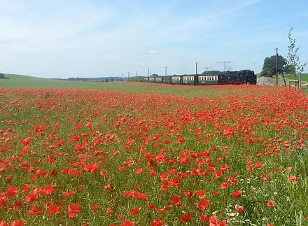 Der rasende Roland in der Natur.