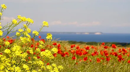 Farbspiel alle Jahre wieder 