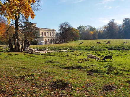 Revierkampf im Schlosspark zu Putbus