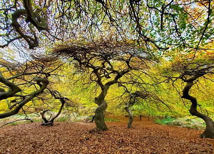 Im Hexenwald bei Lietzow