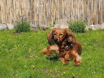 Haustiere auf Anfrage erlaubt