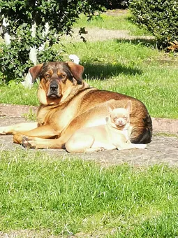 Lotte/Frodo (Hofhunde und Frodo)