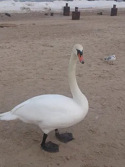 Seebrücke Heringsdorf