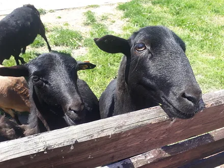 Streichelzoo, keine 5 Min. zu Fuß von der FeWo entfernt