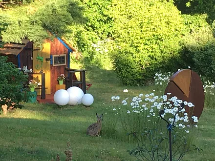 Feldhase im Garten in den frühen Morgenstunden