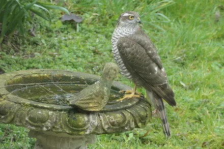 Scheuer Gast im Garten