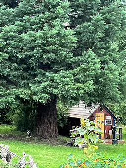 Mammutbaum und Zwergenhaus im Garten