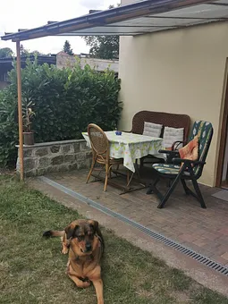 freilaufender Hofhund /Lotte