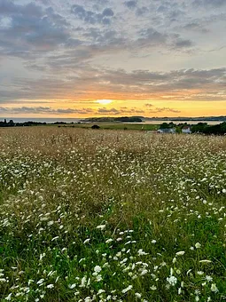 Sommerwiese, Ortswanderung!