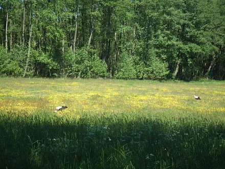 Im Naturschutzgebiet Gothensee