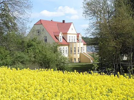 Gut Grubnow Rapsblüte