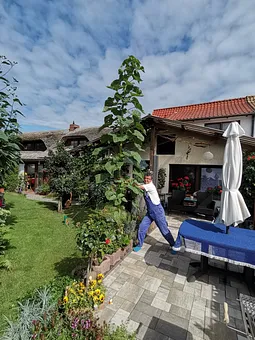 Unsere Sonnenblume am 3.09.21 ist 4,50m hoch