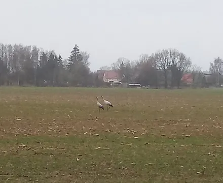 Kraniche in der Umgebung