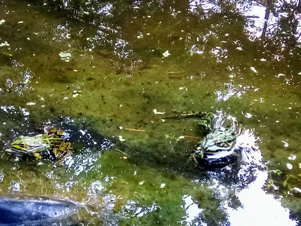 Besuch im Garten Teich