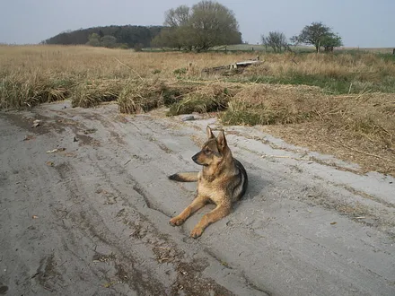 Unser Arko am Peeneufer