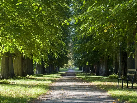 Die alten Alleen auf der Insel 