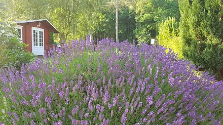 Lavendel in voller Blüte