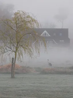 Ein Kranich im Oktober auf der hinteren Wiese