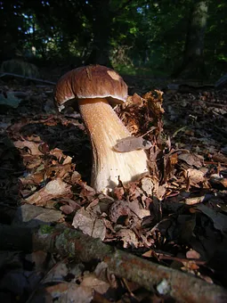 Steinpilz aus dem Darßer Wald