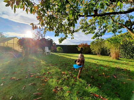 Herbstimpressionen mit unserer Lilly 