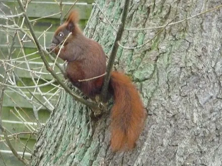 Erleben Sie Natur pur in Graal-Müritz, Eichhörnchen können Sie schon mal direkt auf dem Parklpatz am Haus beobachten. 