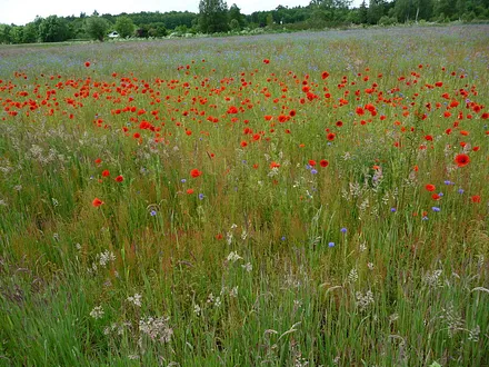 Natur pur, wie hier findet man auch noch augedehnte Mohnflächen.