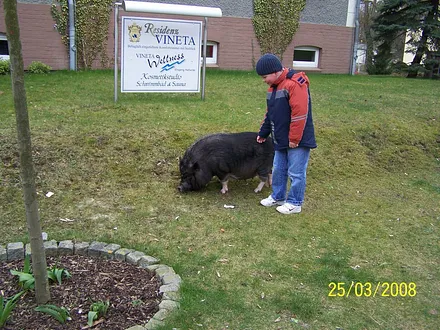 Die zamen Schweine vom Vieneta Hotell