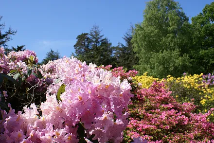 Rhododendronblüte