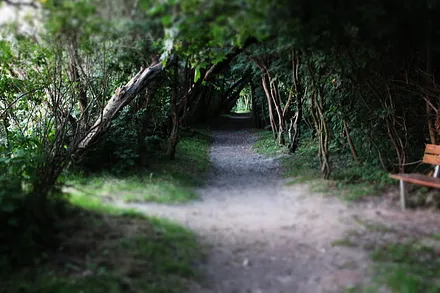 Wald an der Steilküste