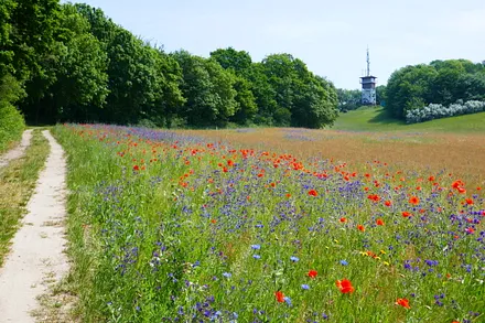 Lotsenberg mit Lotenturm