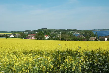 Rapsfeld bei Alt Reddevitz