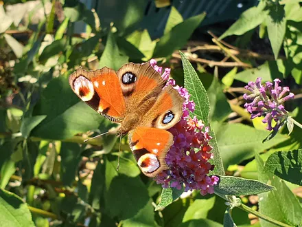 Besuch im Gästegarten