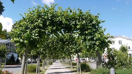 Strandstrasse in Baabe