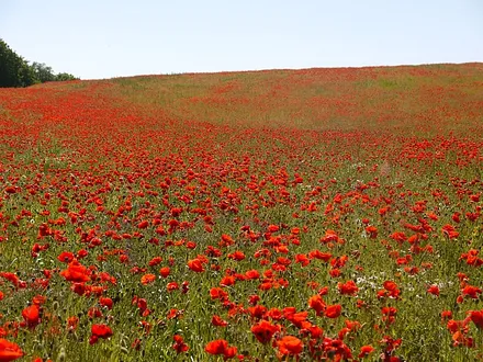 Mohnblumenfeld